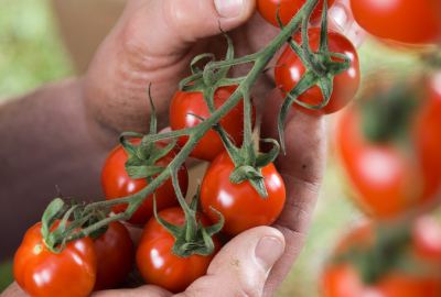 Large red TAPAS cherry tomato 20 seeds